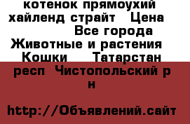 котенок прямоухий  хайленд страйт › Цена ­ 10 000 - Все города Животные и растения » Кошки   . Татарстан респ.,Чистопольский р-н